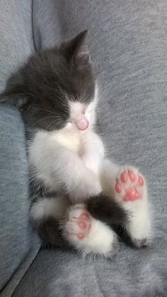 a kitten laying on top of a couch with it's paw up to the camera