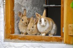 three rabbits are sitting in the window sill