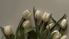 white tulips are arranged in a vase against a gray wall with green leaves