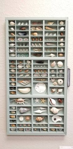 Sea Urchin Craft, Seashell Display, Shell Display, Sage Blue, Coral Sea, Printers Tray, Shell Crafts Diy, Seashell Art, Sea Urchin