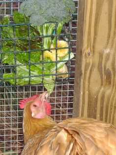 a brown chicken standing next to broccoli on top of a wooden floor in front of a wire fence