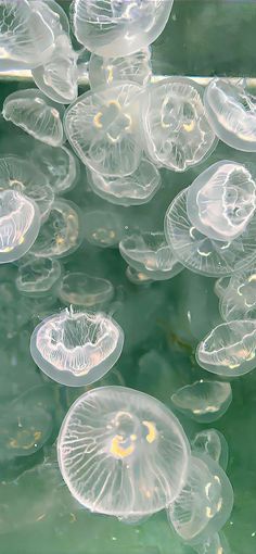 Jellyfish, sea world, deep ocean, phone background Iphone Wallpaper Photos, Pretty Wallpapers Backgrounds, Cute Wallpaper Backgrounds, Screen Wallpaper, Ipad Wallpaper, Aesthetic Backgrounds, Wallpaper Iphone Cute