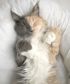 an orange and white cat sleeping on its back