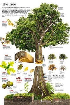 the tree has many different types of trees