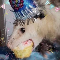 an animal with a birthday hat on it's head eating a piece of cake