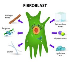 the fibroblast is an animal's cell that has been made into a plant