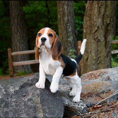 a beagle puppy standing on top of a rock in front of some trees and bushes