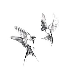 two birds flying next to each other in the air