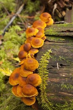 a group of mushrooms growing on the side of a log