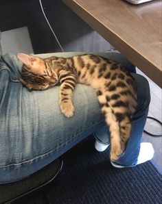 a cat laying on top of a person's leg in front of a laptop computer