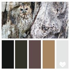 an owl sitting on top of a tree next to a brown color palette swat list