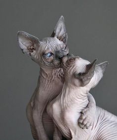 two hairless cats cuddle together in front of a gray background with blue eyes