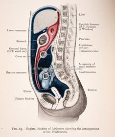 an old medical diagram shows the location of the utensils