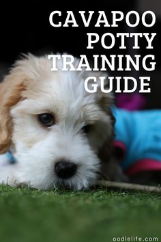 a small white dog laying on top of a green grass covered field with the words cavapoo potty training guide