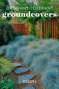 a garden with blue plants and rocks in the ground