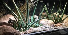 an aquarium filled with plants and rocks