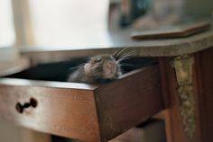 a small rodent sitting on top of a wooden table next to a drawer with its head sticking out