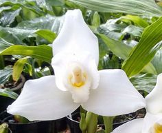 two white orchids with green leaves in the background