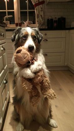 a dog sitting on the floor holding a stuffed animal in its mouth and looking at the camera