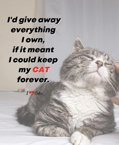 Cat Sayings, Animal Poems, Cat Quotes Funny