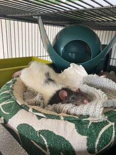 a black and white rat curled up in a blanket