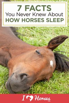 a brown horse laying on top of green grass next to a red and white sign