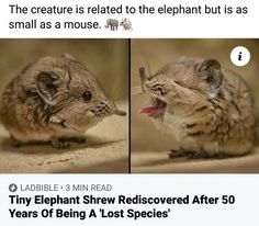 two pictures of a mouse with caption that reads, the creature is related to the elephant but as small as a mouse