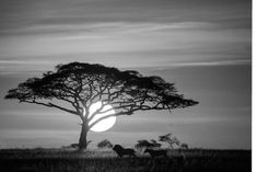 black and white photograph of a tree with the sun setting in the sky behind it