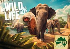 an advertisement for the australian zoo with elephants and other animals walking around in front of water