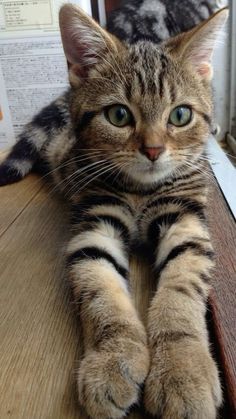 a cat sitting on top of a wooden table