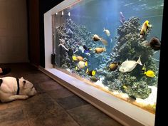 a dog laying on the floor in front of an aquarium