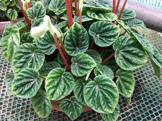 a potted plant with green and white leaves on the table next to other plants