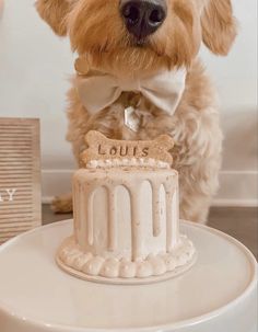 a dog wearing a bow tie standing next to a cake