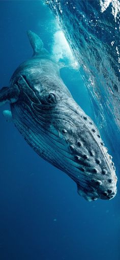 a humpback whale swims under the surface of the water, with its mouth open