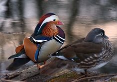 two colorful birds standing next to each other on a tree branch in front of water