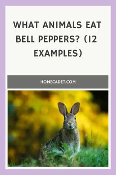 an animal with the words what animals eat bell peppers? 12 examples