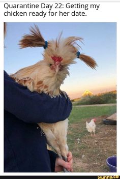 a person holding a chicken with long hair on it's head and two chickens in the background