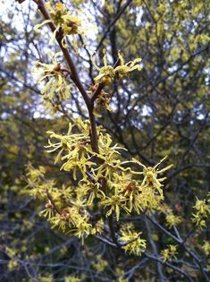 yellow flowers are blooming on the branches of trees