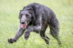 a black dog running through tall grass with its mouth open