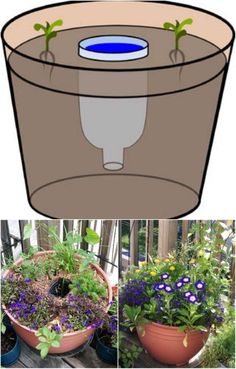 three images show the different stages of growing plants in flowerpots and potted plants