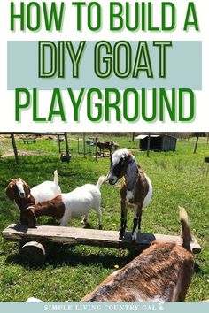 goats and goats on a bench with text overlay how to build a diy goat playground