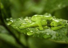 a green frog sitting on top of a leaf covered in water droplets