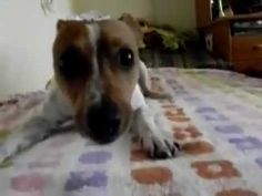 a brown and white dog laying on top of a bed