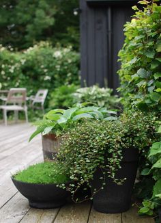 some plants that are sitting on a wooden deck