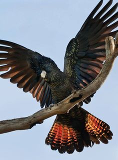 a large bird with its wings spread sitting on a tree branch in the air and stretching it's wings