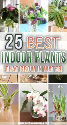 the 25 best indoor plants that grow in water