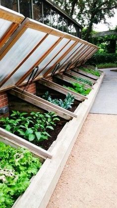 an outdoor vegetable garden with lots of green plants growing in the planter boxes and attached to the side of the building