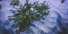 a tree is reflected in the water