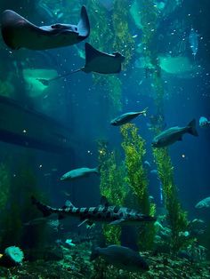 an aquarium filled with lots of different types of fish and algae growing on the water