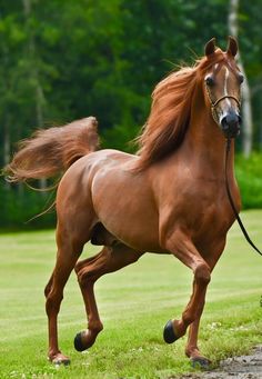 a brown horse is running in the grass